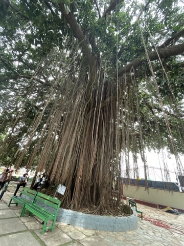Asante Palace Tree, Ghana