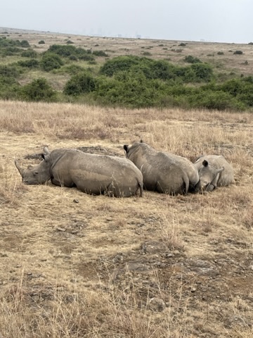 Kenyan Rhinos, Kenya