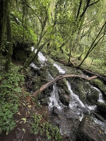 Kilimanjaro Jungle, Tanzania