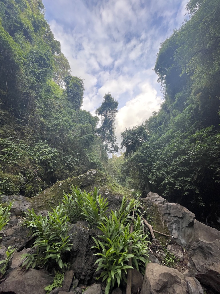 Tanzanian Forest