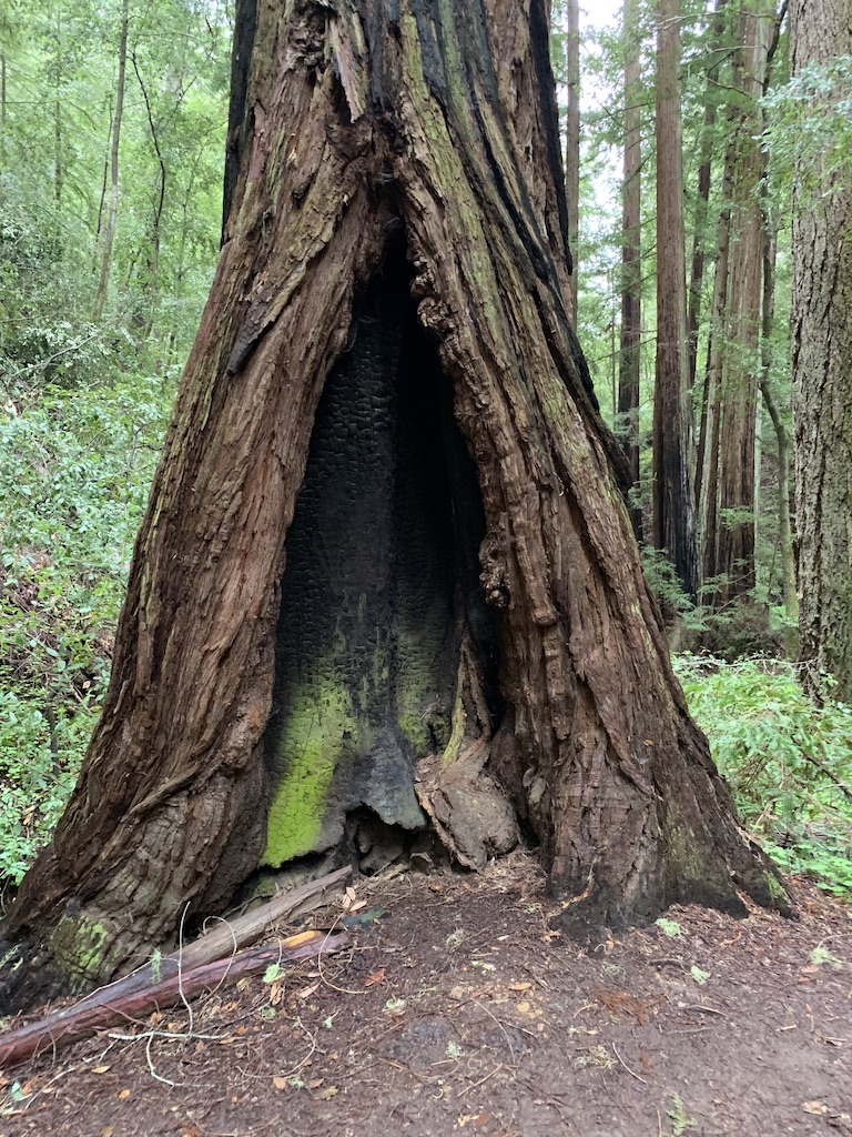 Redwood Forest, California