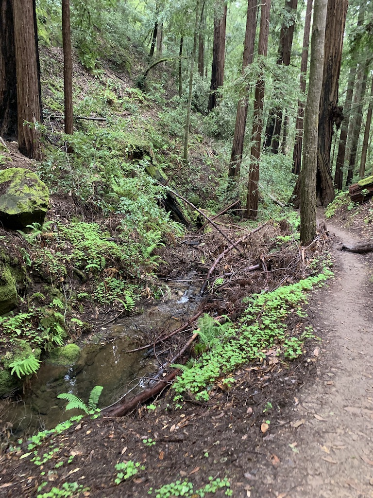 California Redwoods